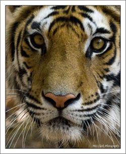 Welsh landscape photography and wildlife from around the world